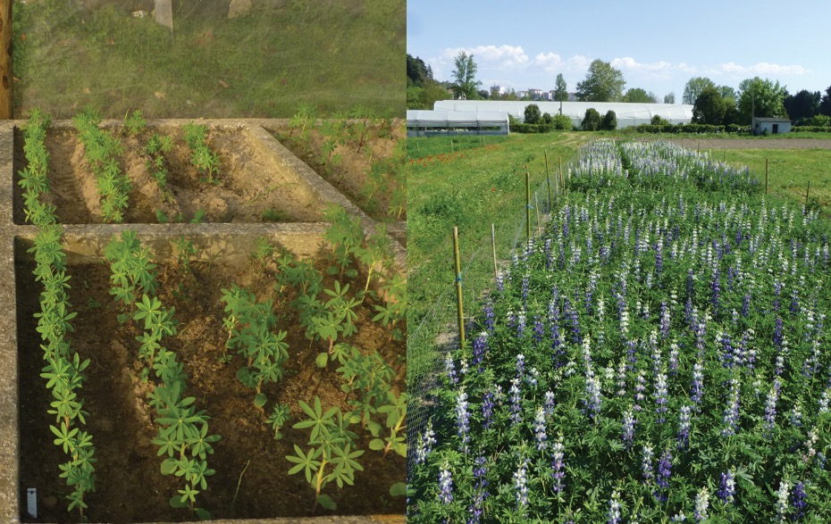 Libbio​​​​​​​ 