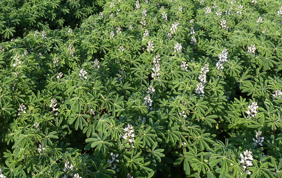 + Lupinus