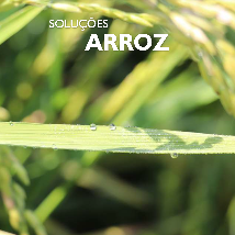 Catálogo Arroz