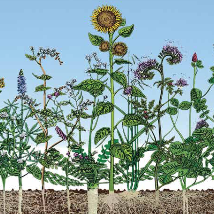 Folheto Culturas de Cobertura