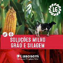 Catálogo Milho Grão e Silagem