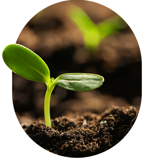 Inovação e Confiança