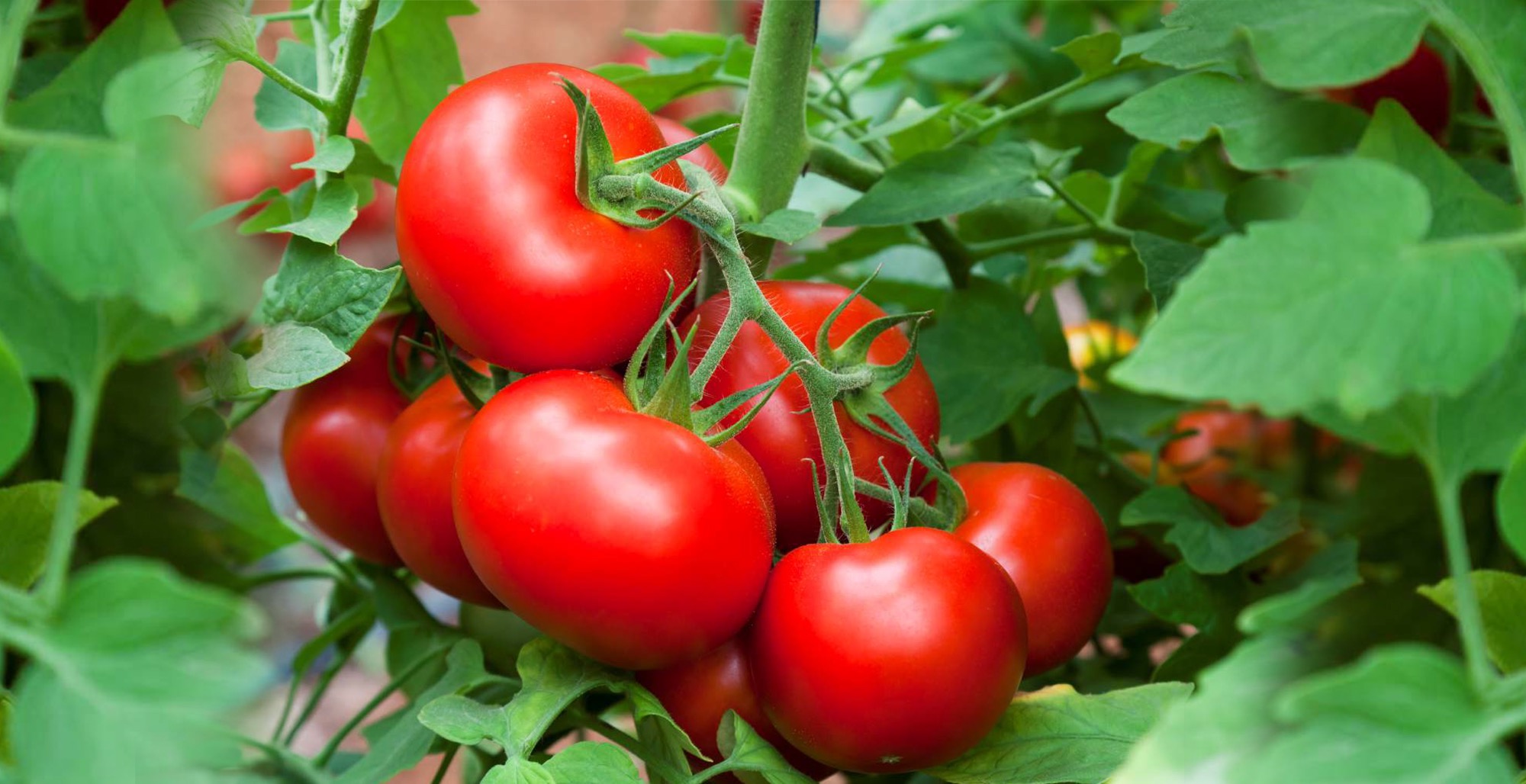 Soluções para Agricultura