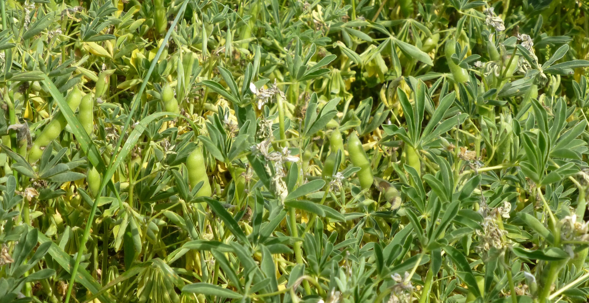 Inovação: + Lupinus