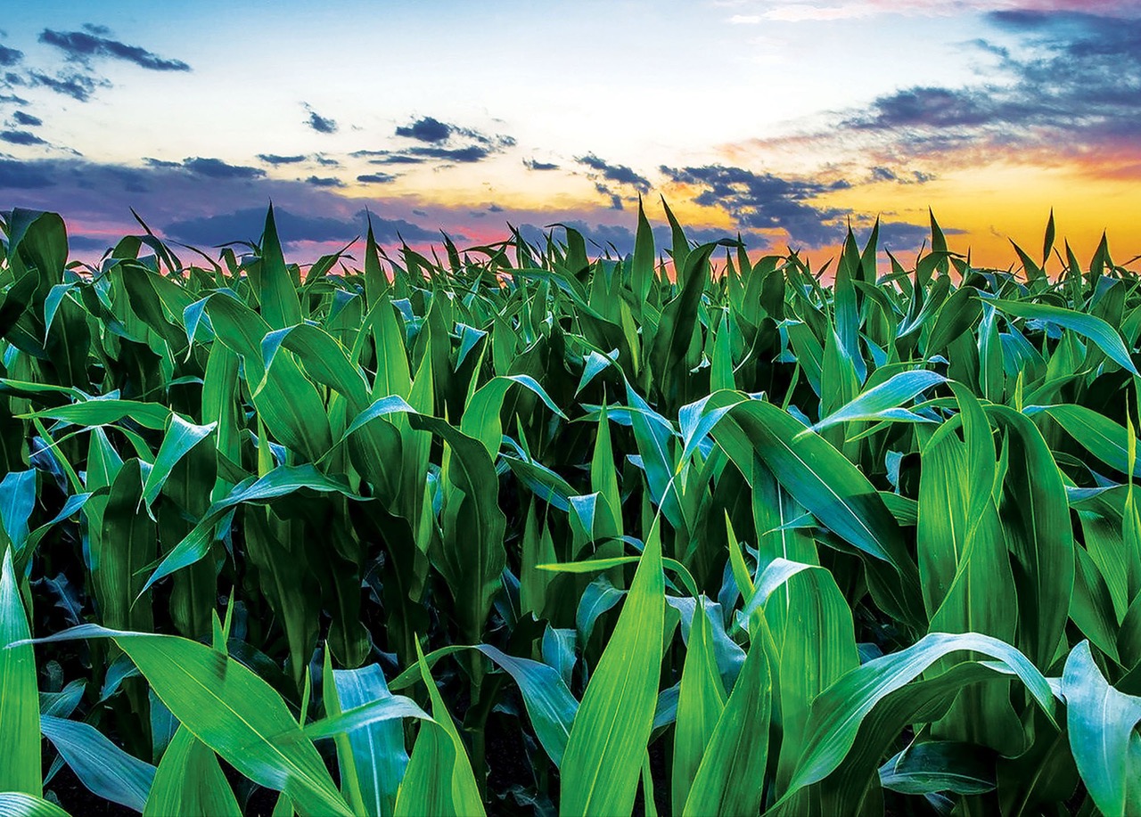 53 entidades criam Centro de Competências para tornar agricultura e florestas resilientes às alterações climáticas