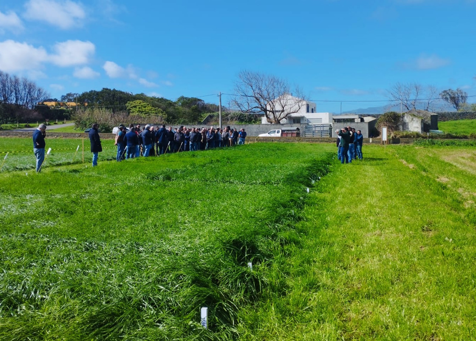 Jornada de campo Pastagens resilientes, na Ilha de S.Miguel - Açores