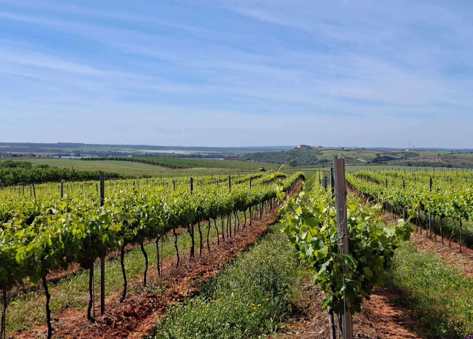 Lusosem visita às vinhas na Herdade das Aldeias