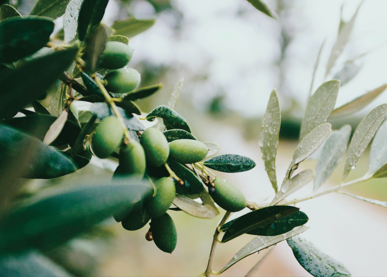 A utilização de Adjuvantes na Protecção de Aplicações de Cobre em Olival