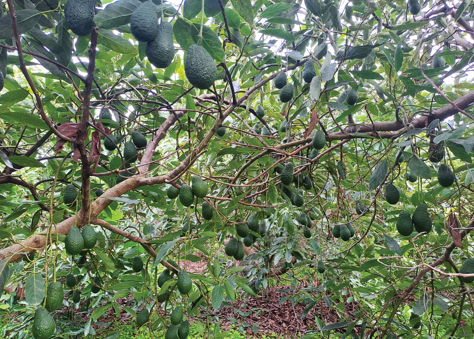 Aplicações de Ácido Salicílico em Abacateiros