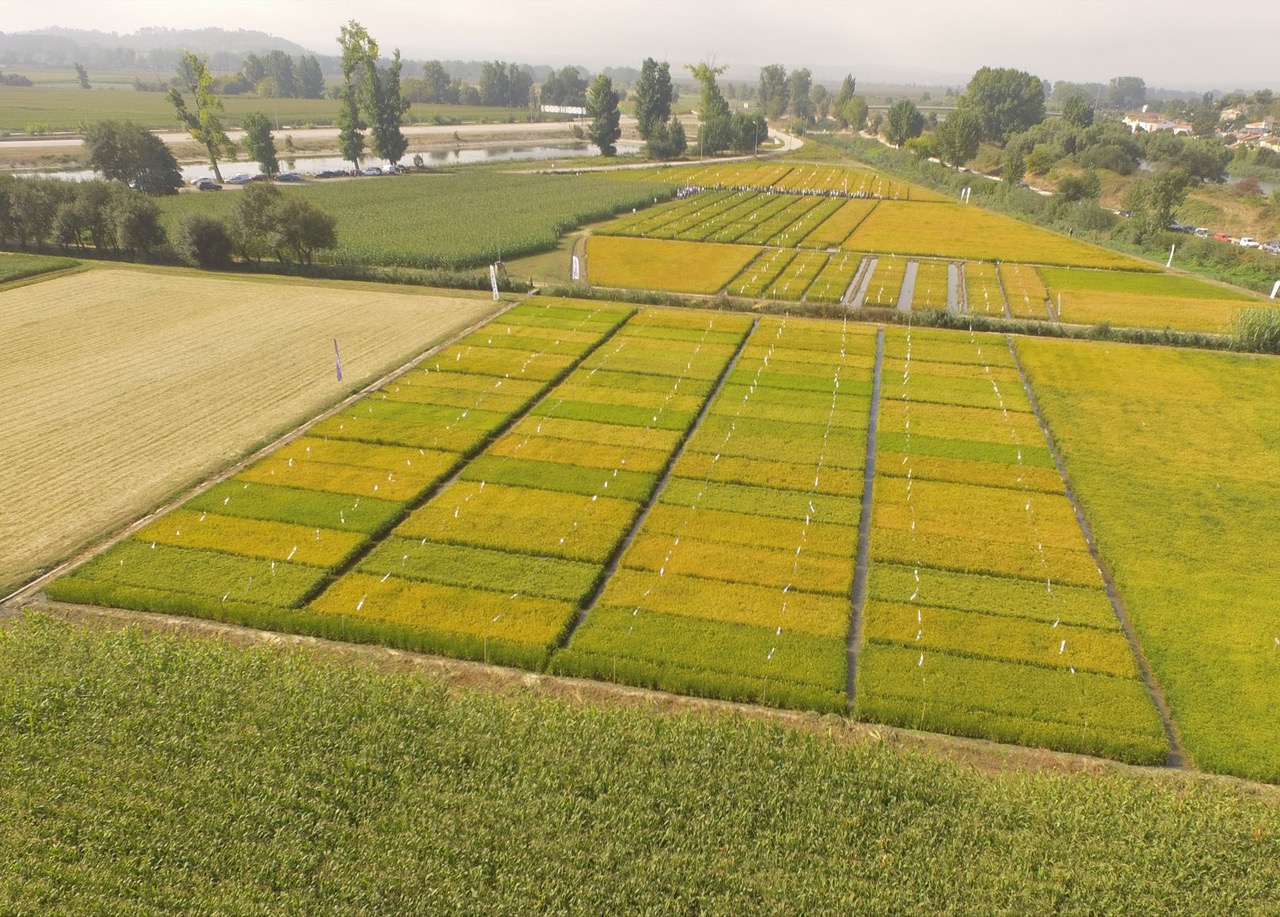 Dia Aberto - A Cultura do Arroz no Baixo Mondego