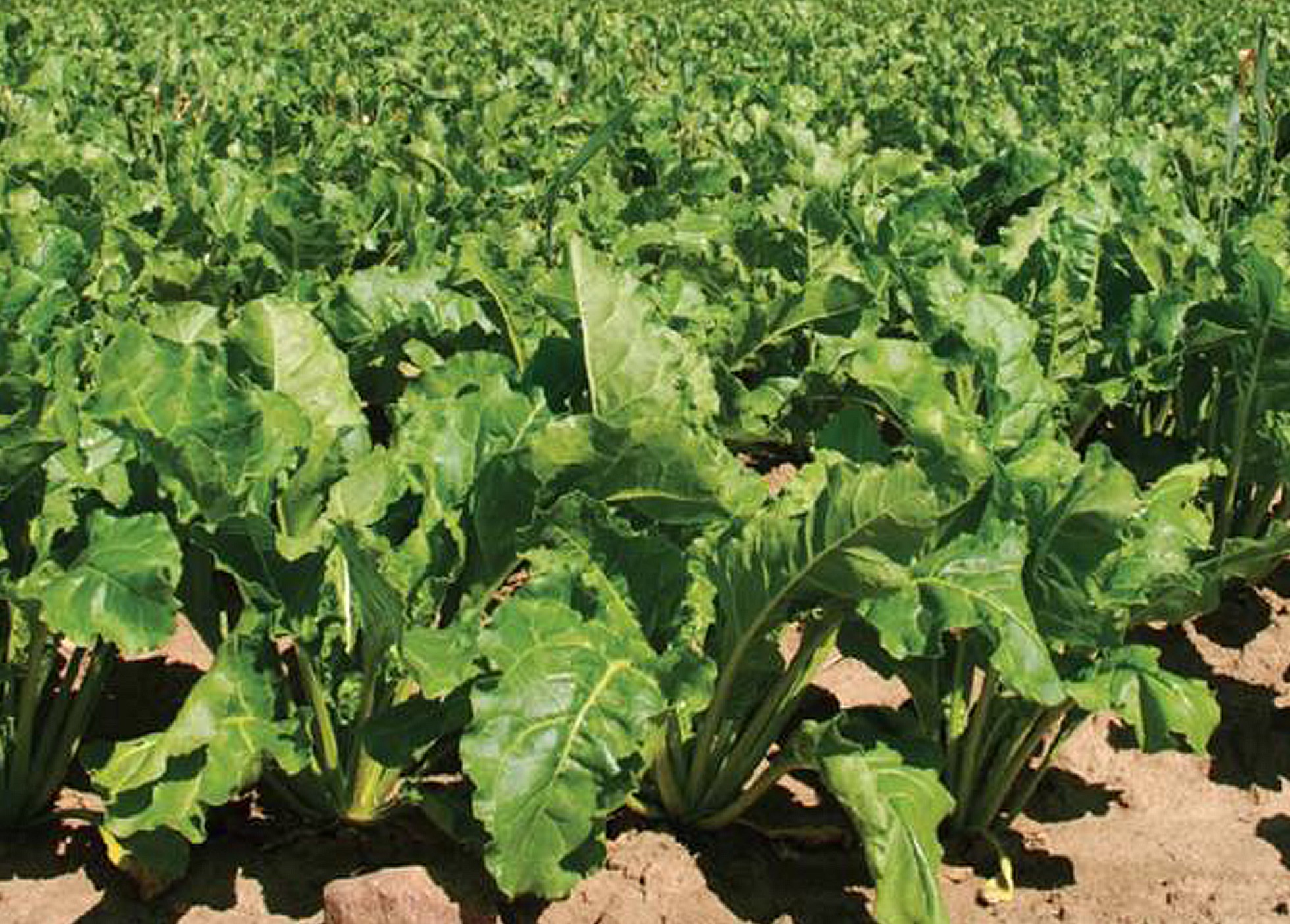 Beterraba forrageira – uma alternativa viável