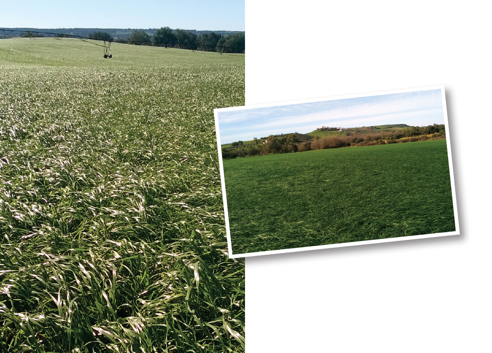 Certificação ambiental como alternativa ao Greening