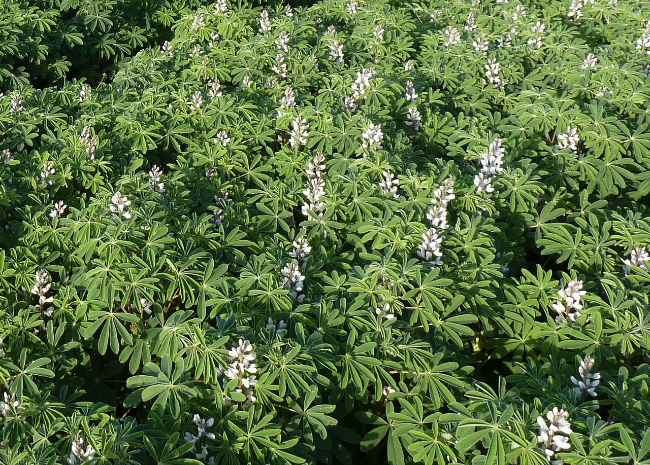 CEV e Lusosem assinam acordo de distribuição exclusiva para Portugal