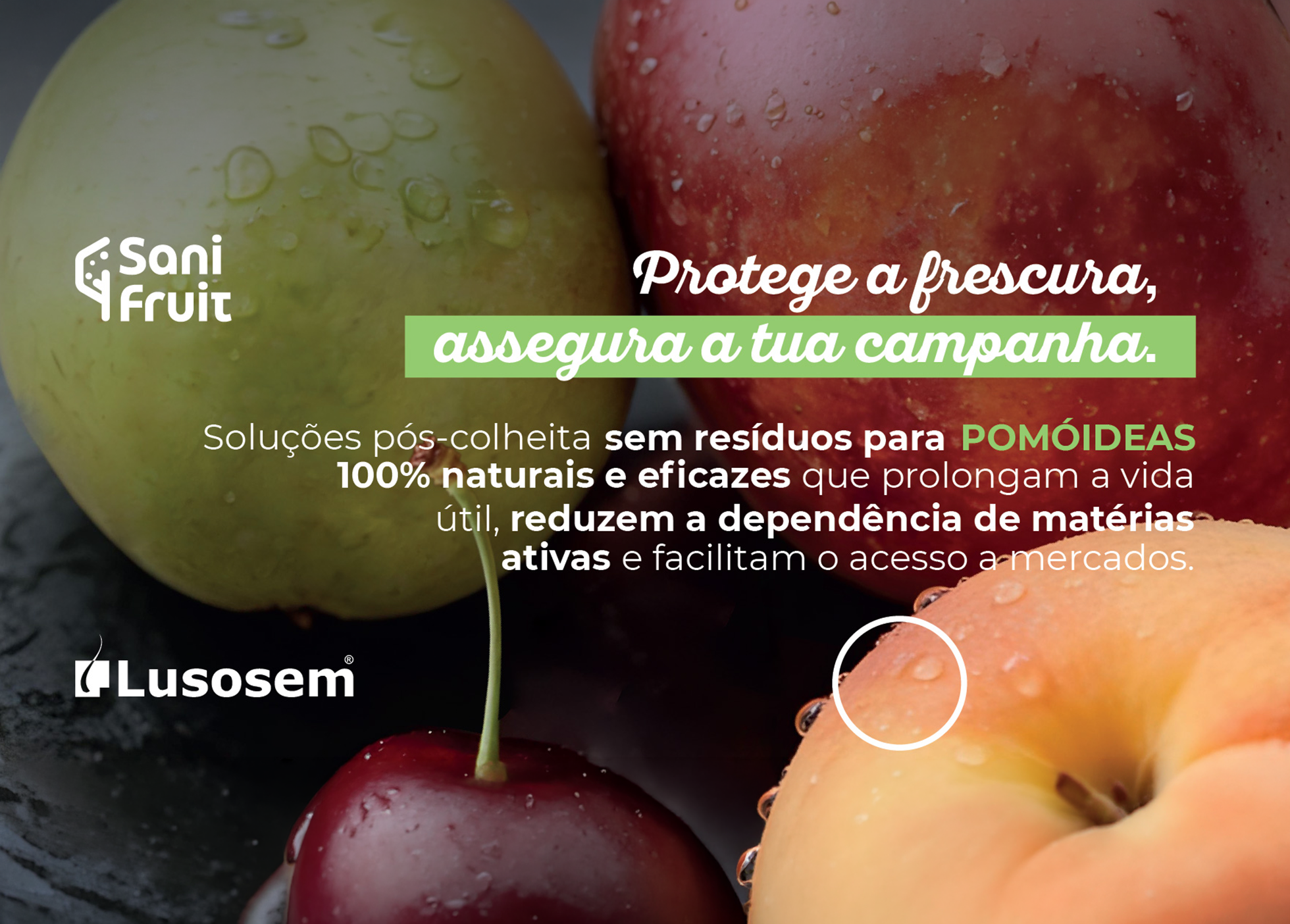 Como melhorar a conservação de maçã e pera com tratamentos pós-colheita  