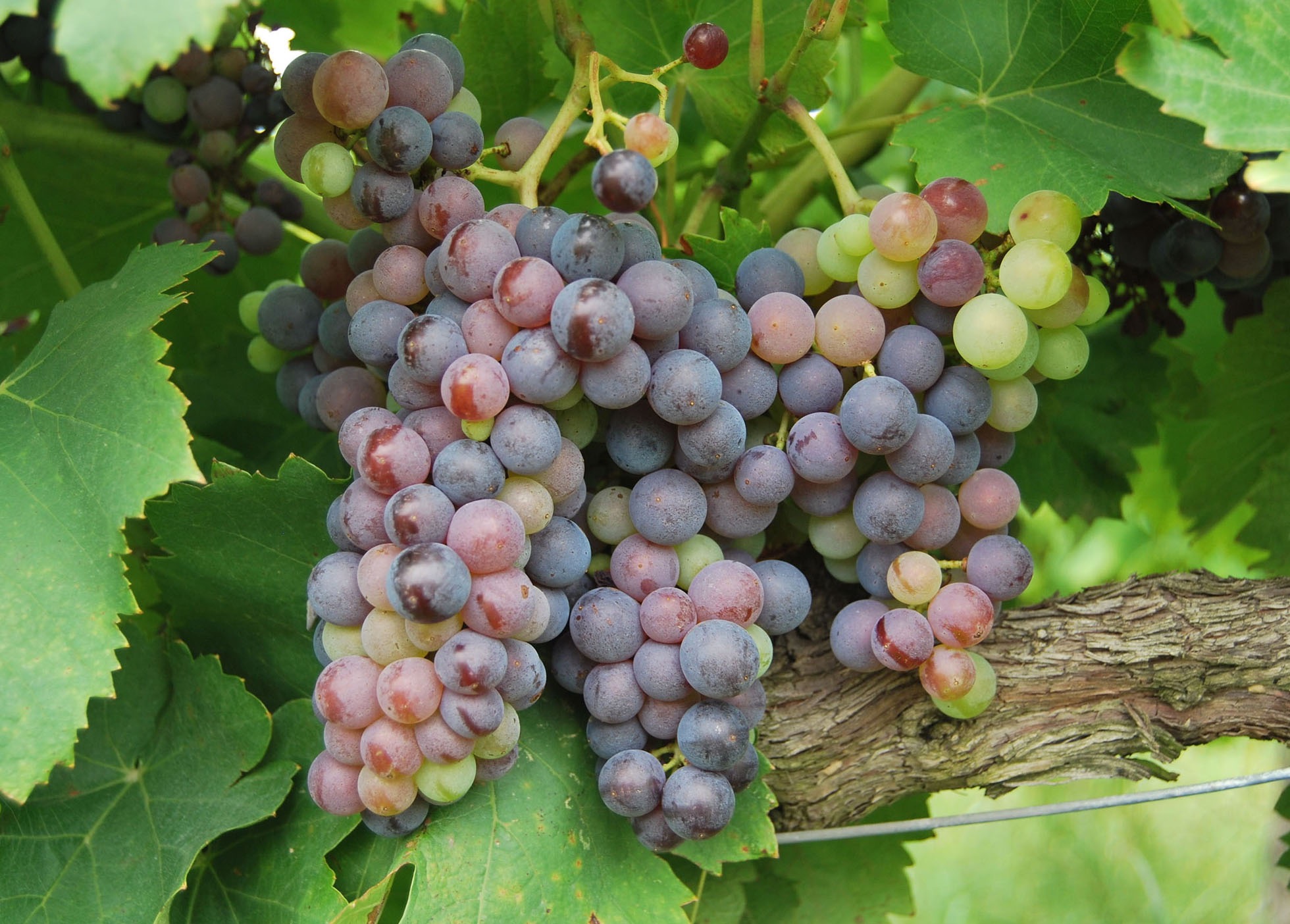 Controlo de Doenças do Lenho da Videira