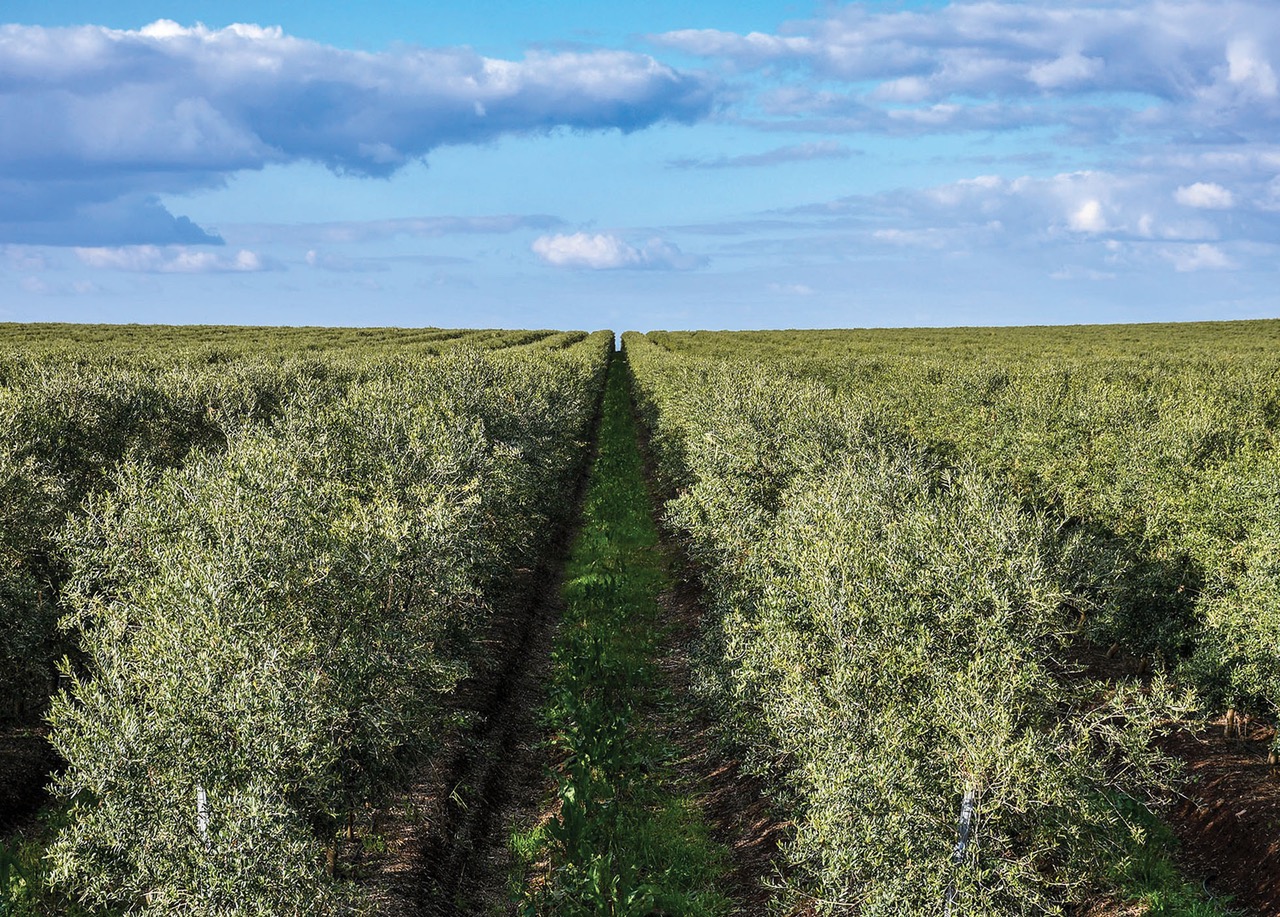 Efeito da Bioestimulação no Rendimento do Azeite