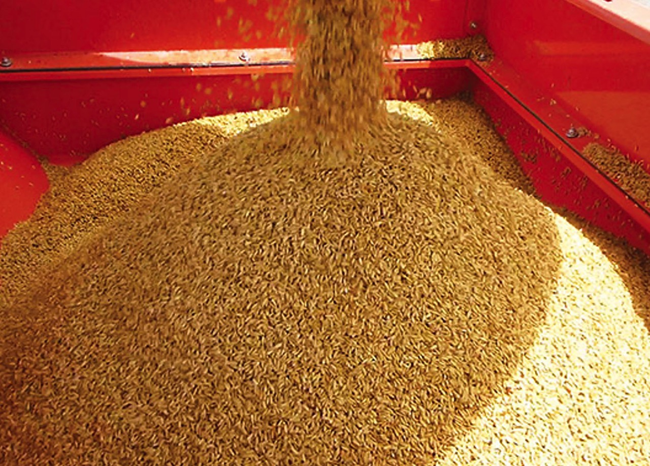 Falta um protocolo de acesso às variedades de sementes