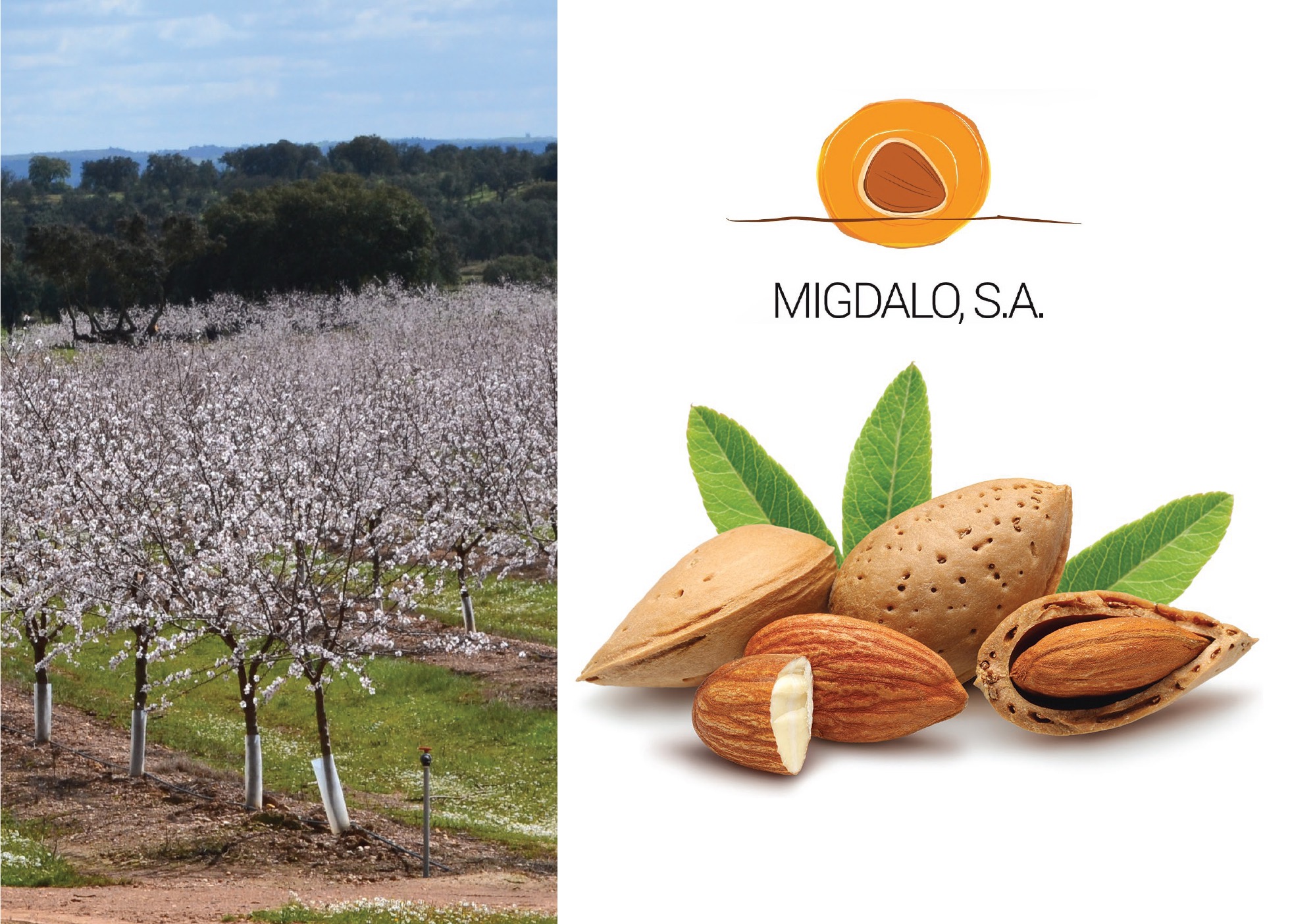 Família Sevinate Pinto investe em amêndoa