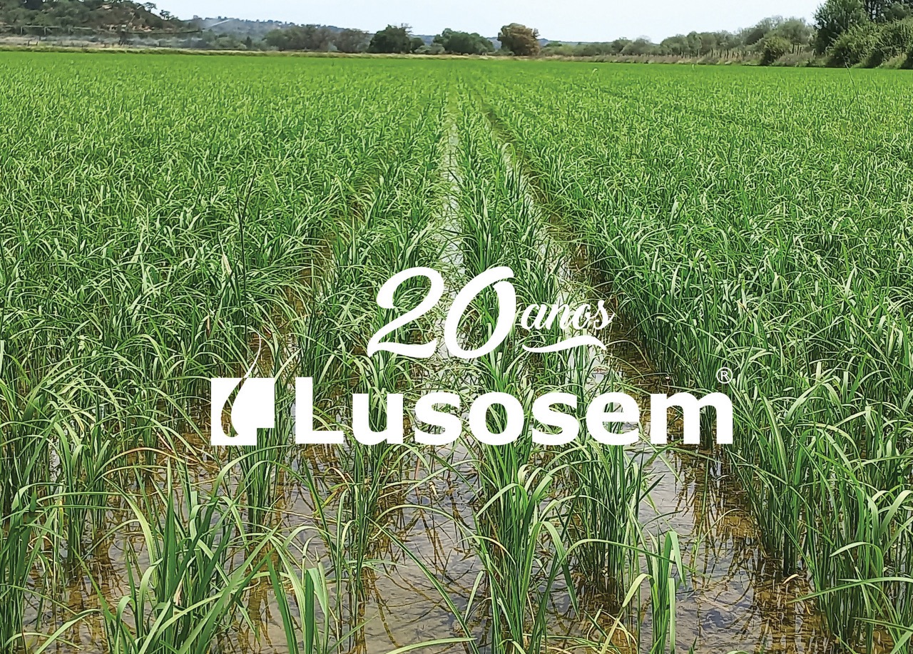 Forte compromisso com a cultura do Arroz