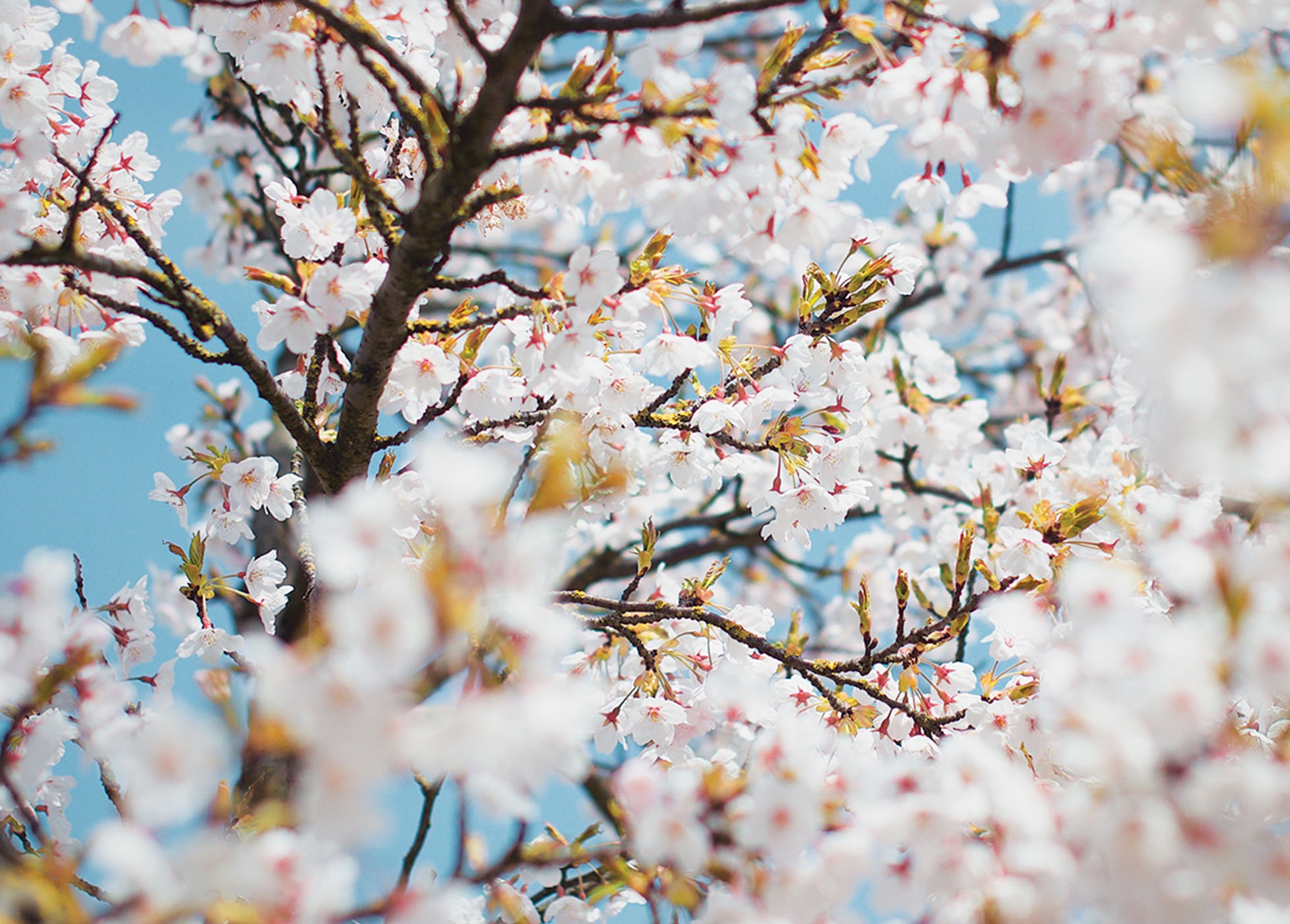 Fungicida Sistémico INDAR 5 EW obtém novos registros para Olival e Amendoeira