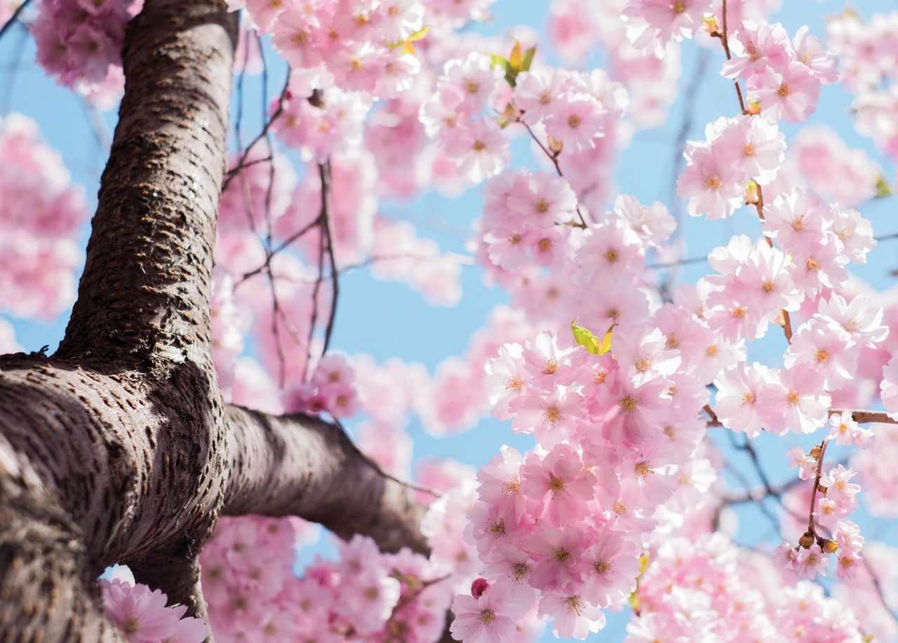 Fungicida Sistémico INDAR 5 EW, uma solução à medida para controlo da Moniliose em Amendoeira