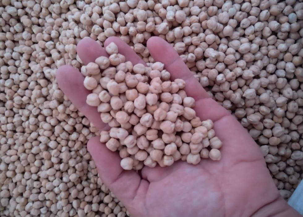 Grão-de-bico: uma cultura alternativa e rentável