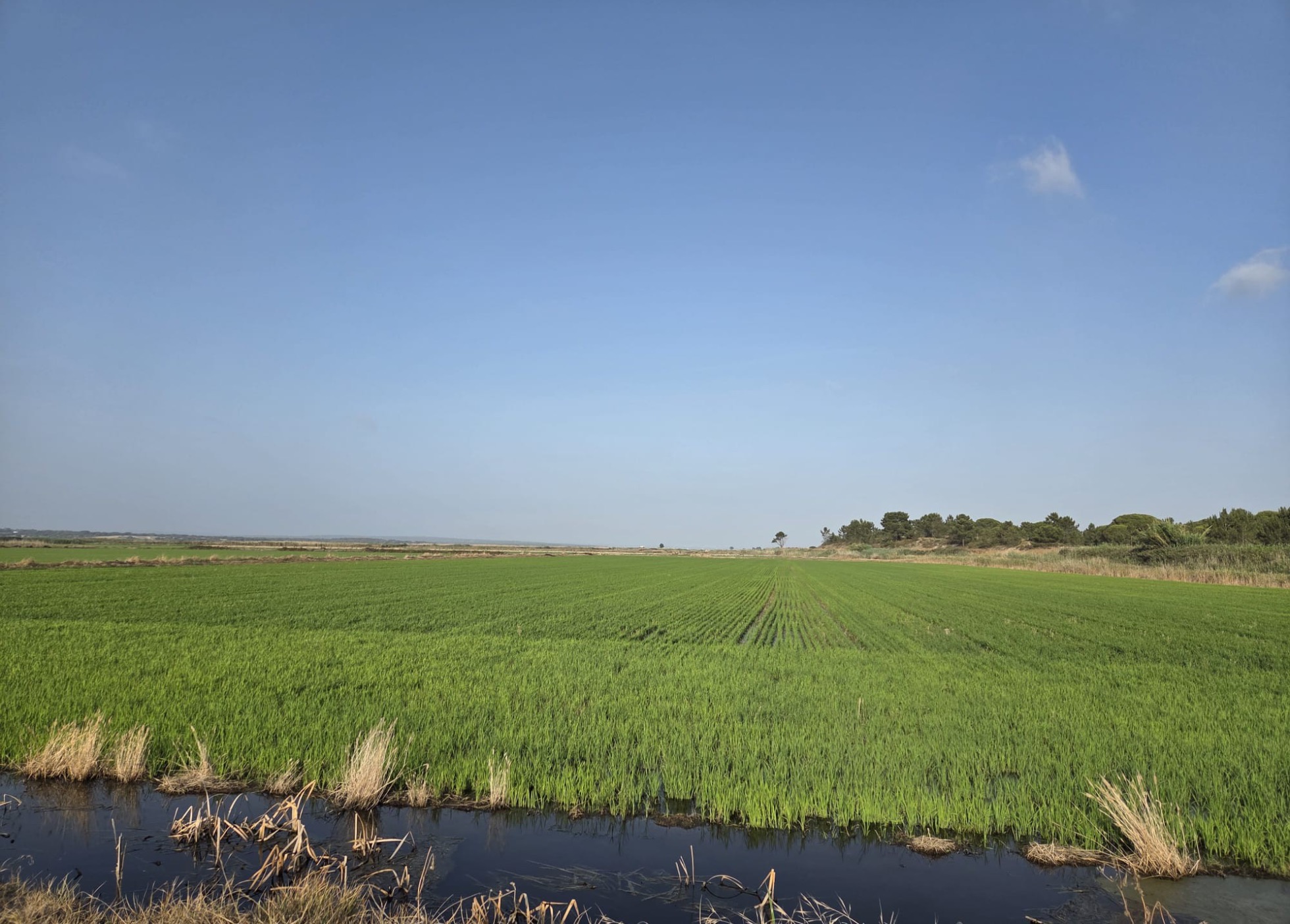 Campanha Arroz 2025, acompanhamento técnico Lusosem