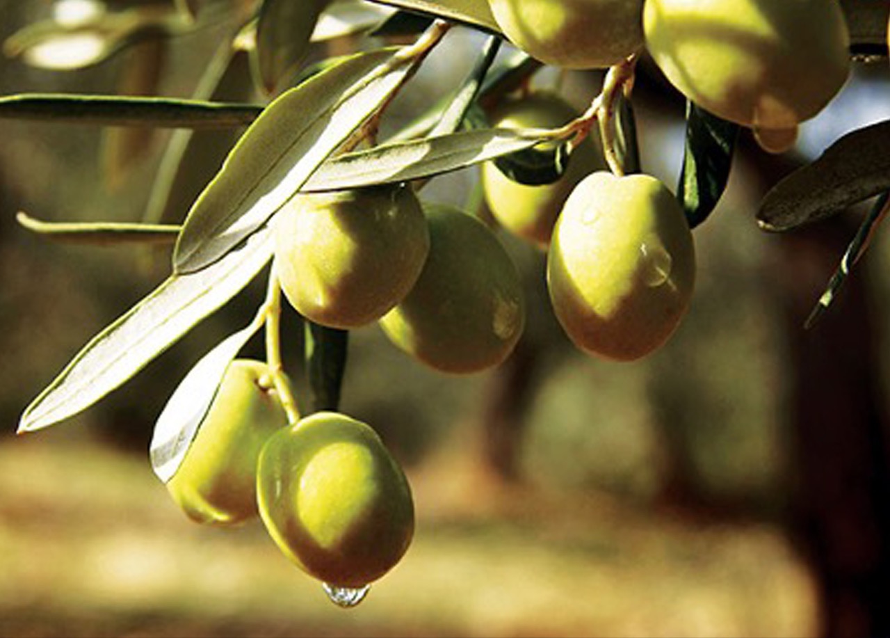 INO NUTRITION - a gama de fertilizantes que melhora a produção e o desempenho do olival