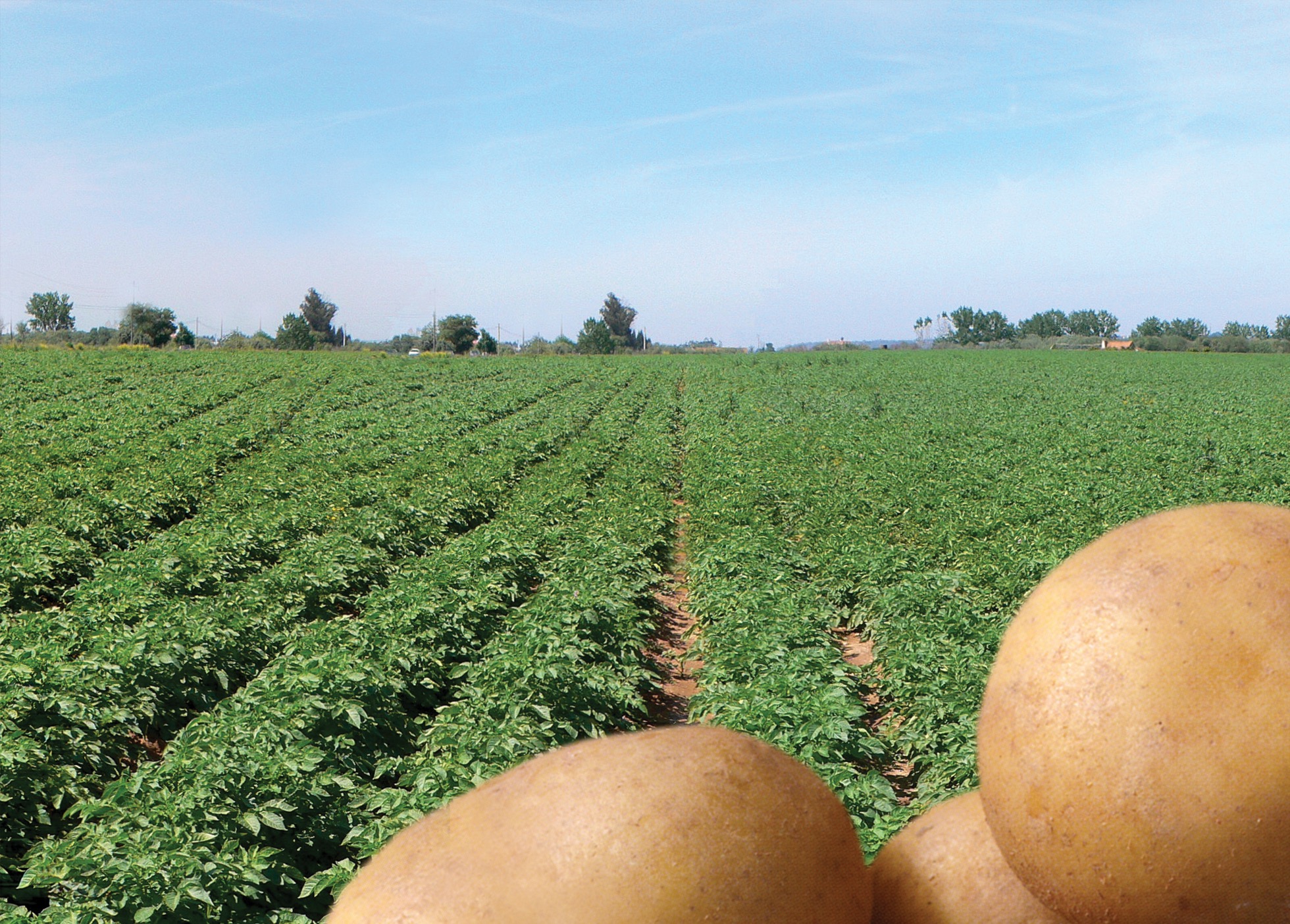 V Jornadas Técnicas da Batata