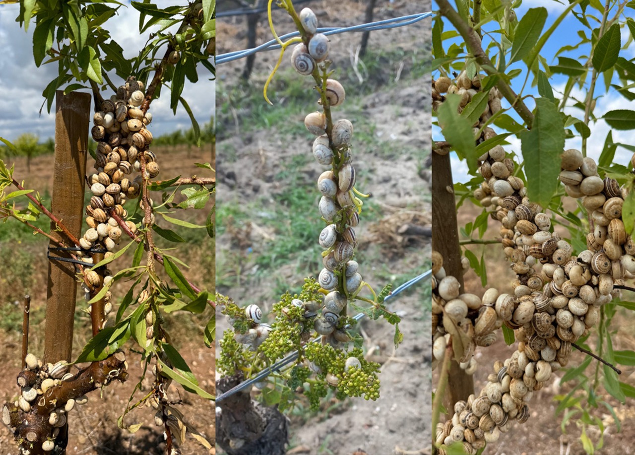 IRONMAX PRO - o primeiro moluscicida bioracional