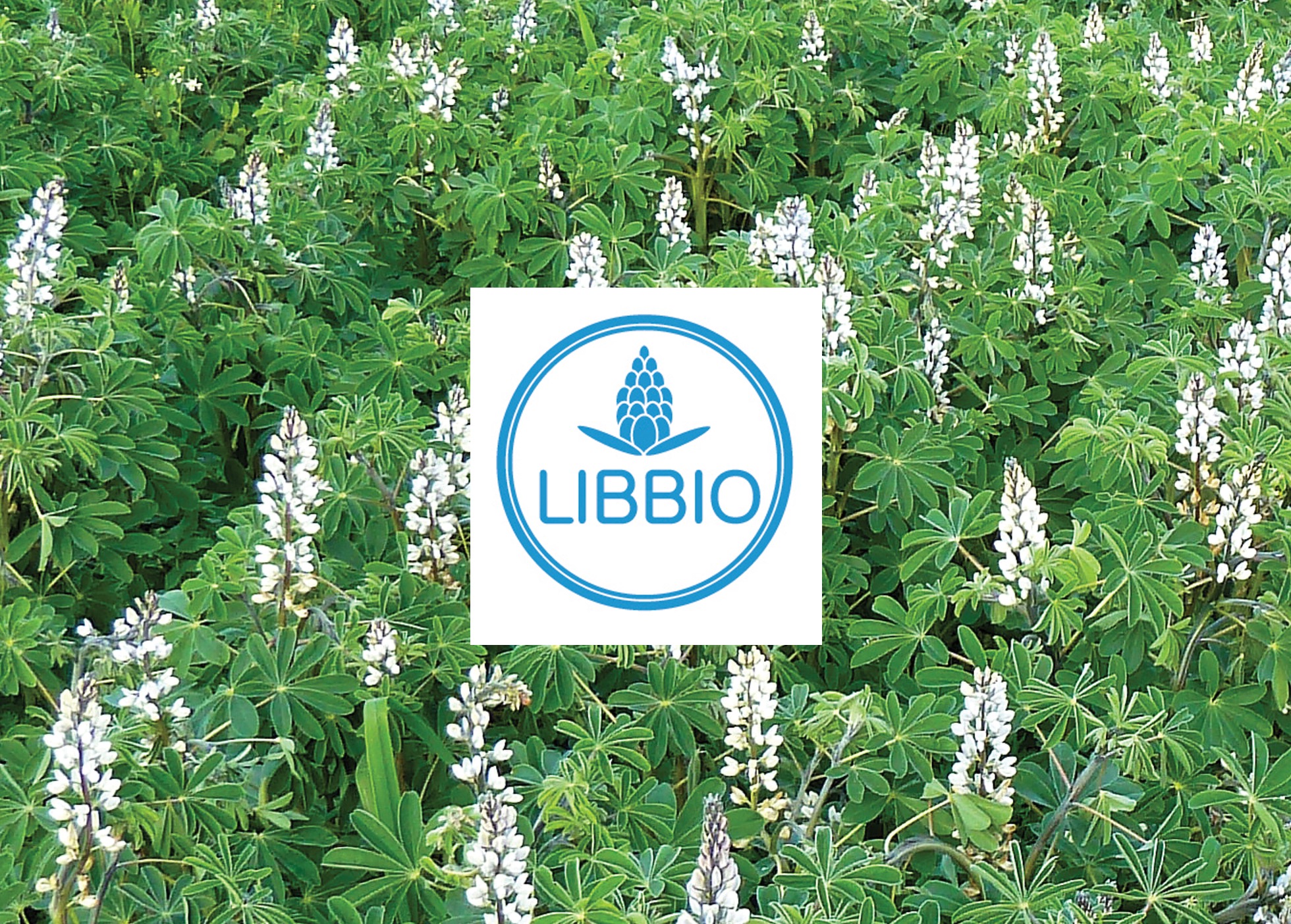 LIBBIO - Lusosem participa em projeto europeu de I&D para novas aplicações do tremoço