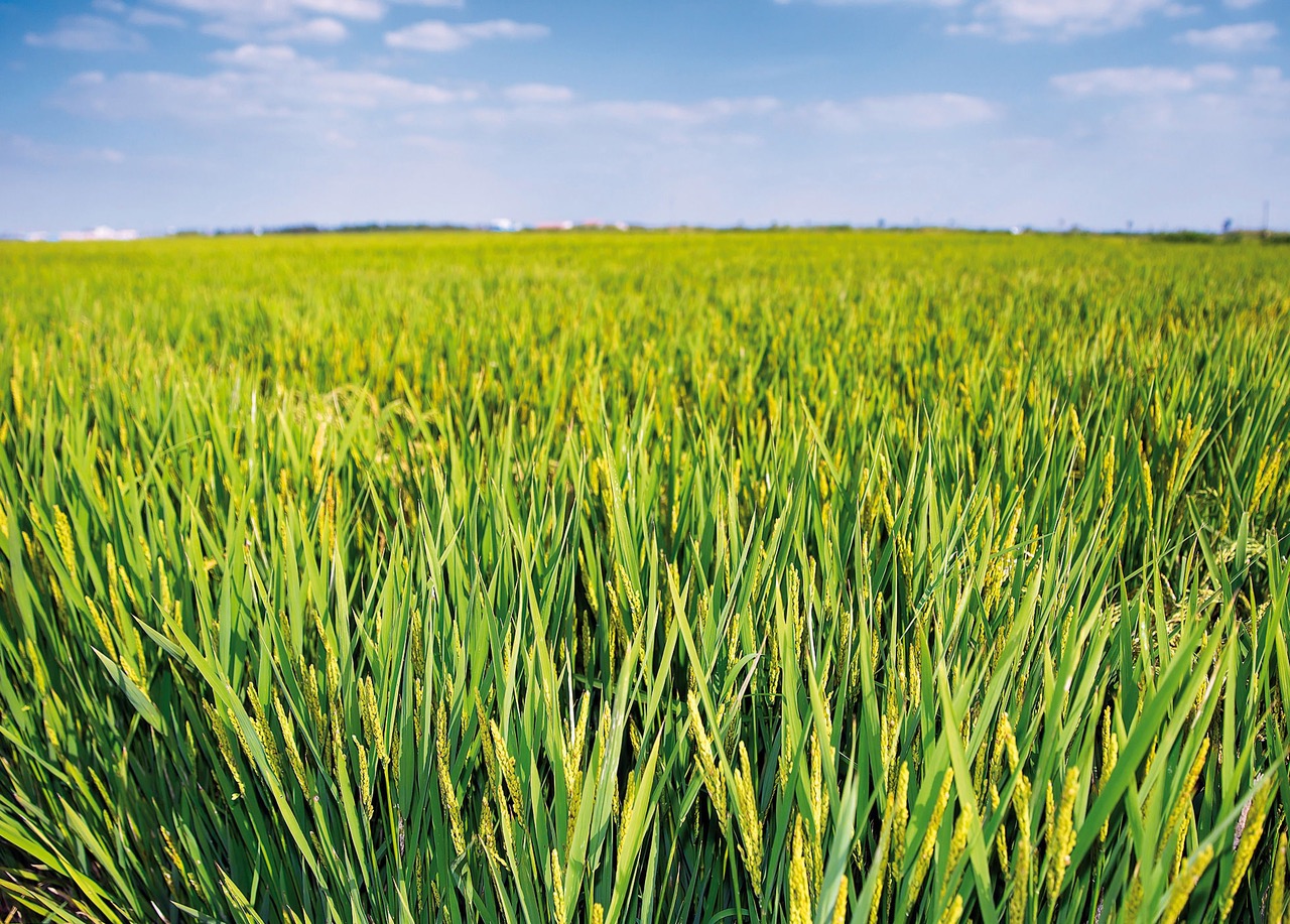 Loyant® novo herbicida arroz obtém autorização excecional para 2020