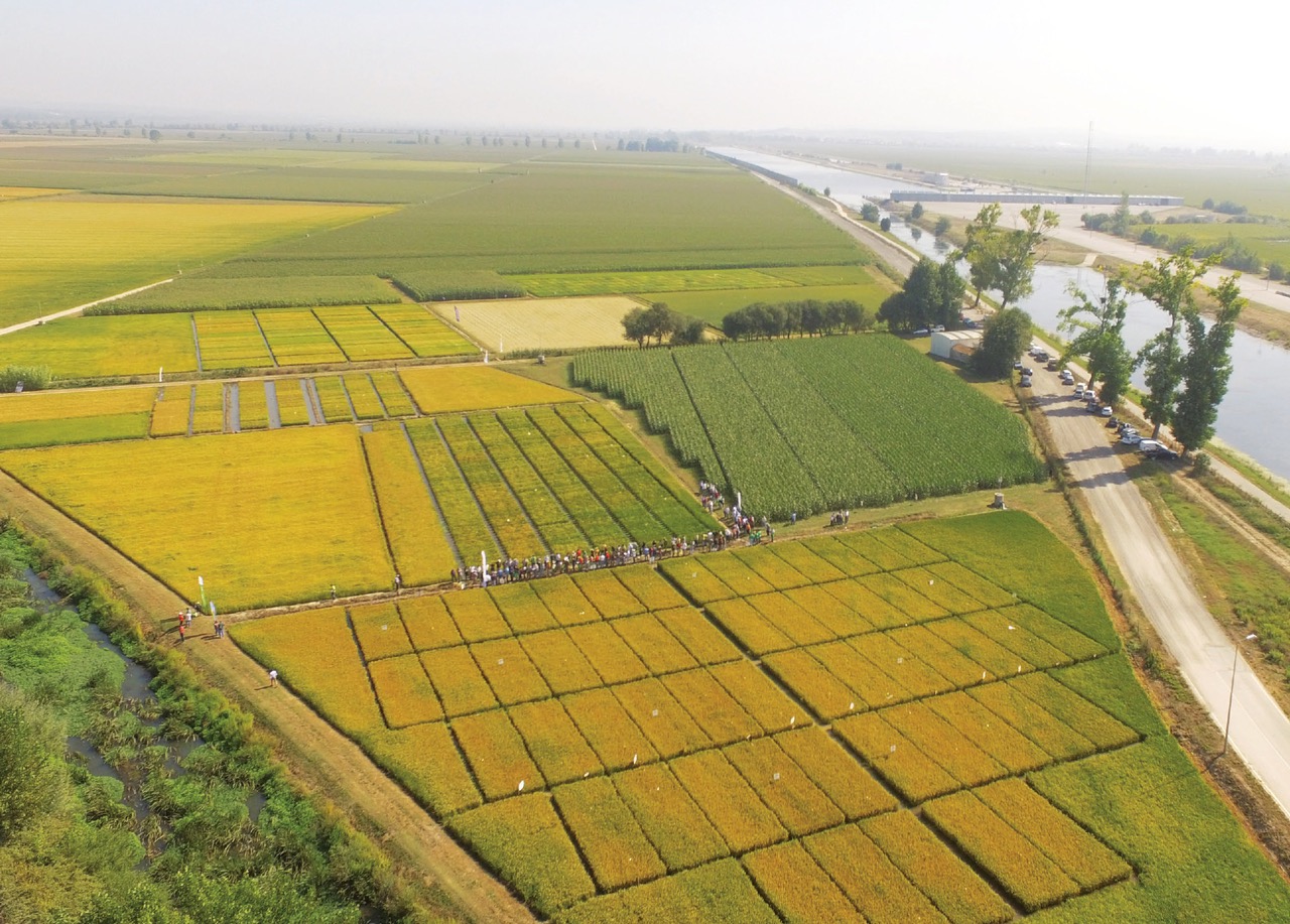 Lusosem apresenta GO Arroz