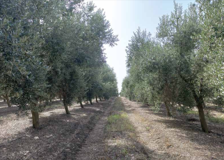 Lusosem apresenta uma estratégia para o controlo das doenças em Olival