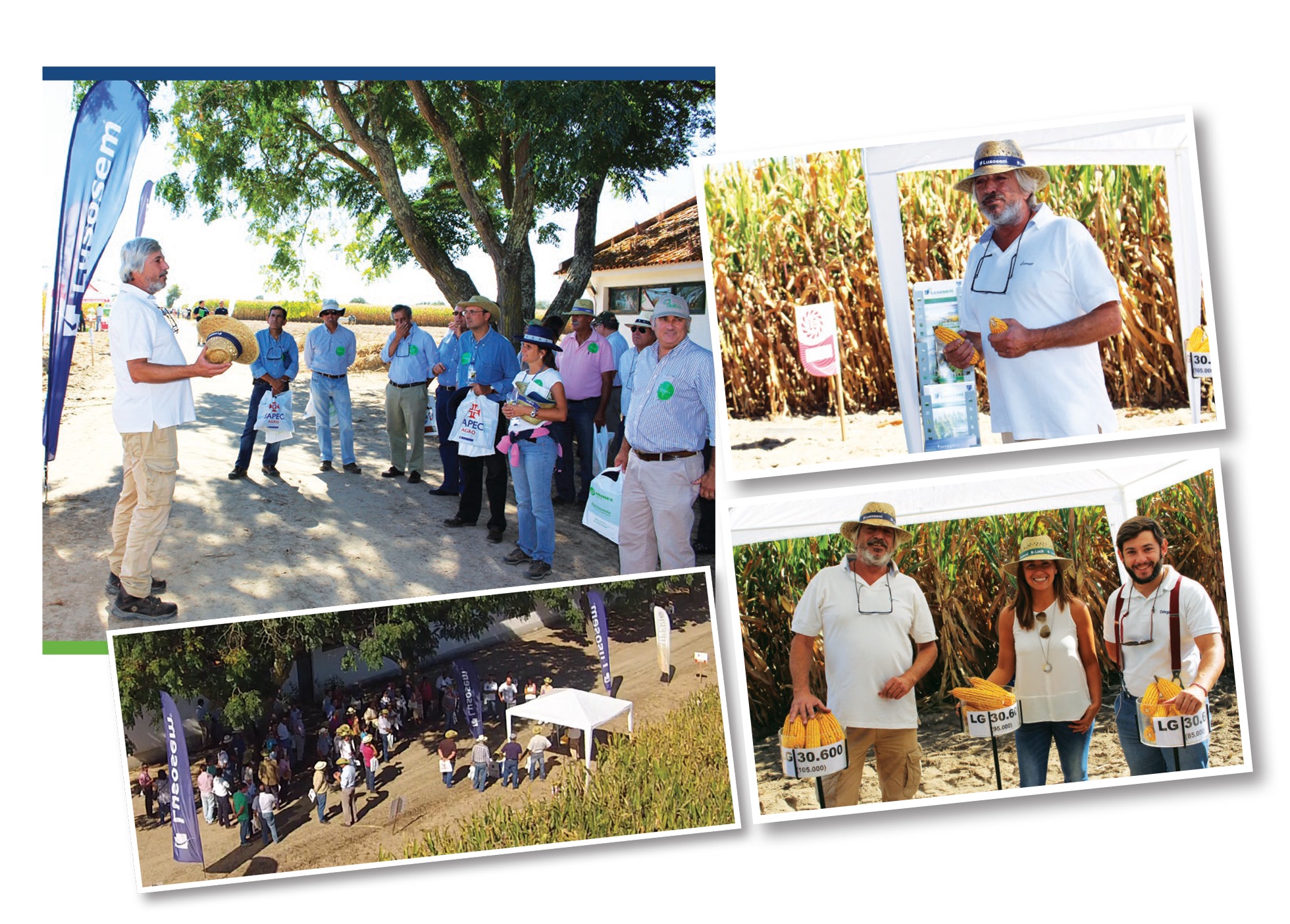 Lusosem demonstra performance das variedades LG no SaniMilho