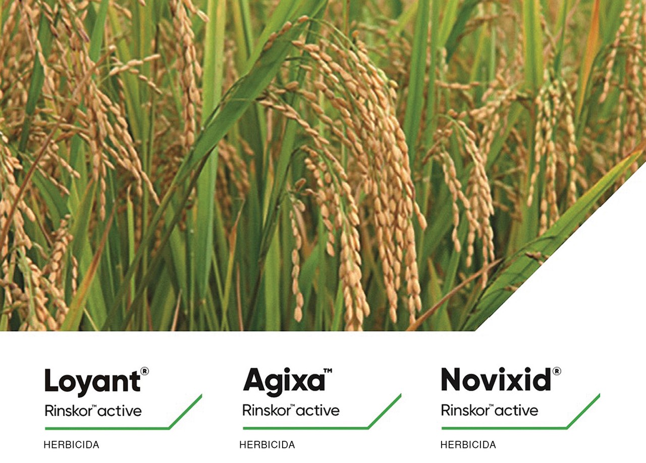 Lusosem e Corteva lançam dois novos herbicidas para a cultura do arroz 