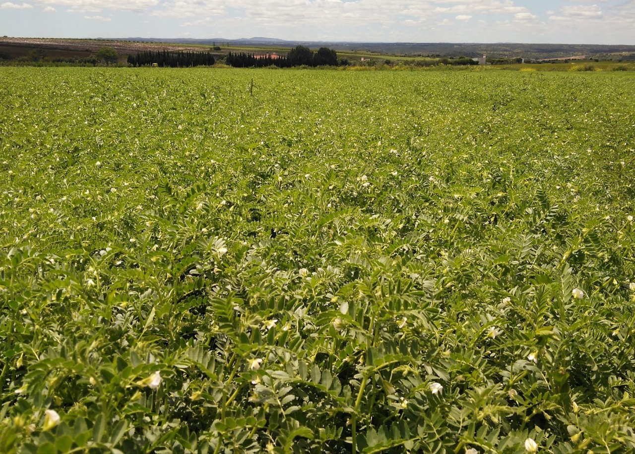 Lusosem e Egocultum firmam parceria para desenvolver produção nacional de grão-de-bico