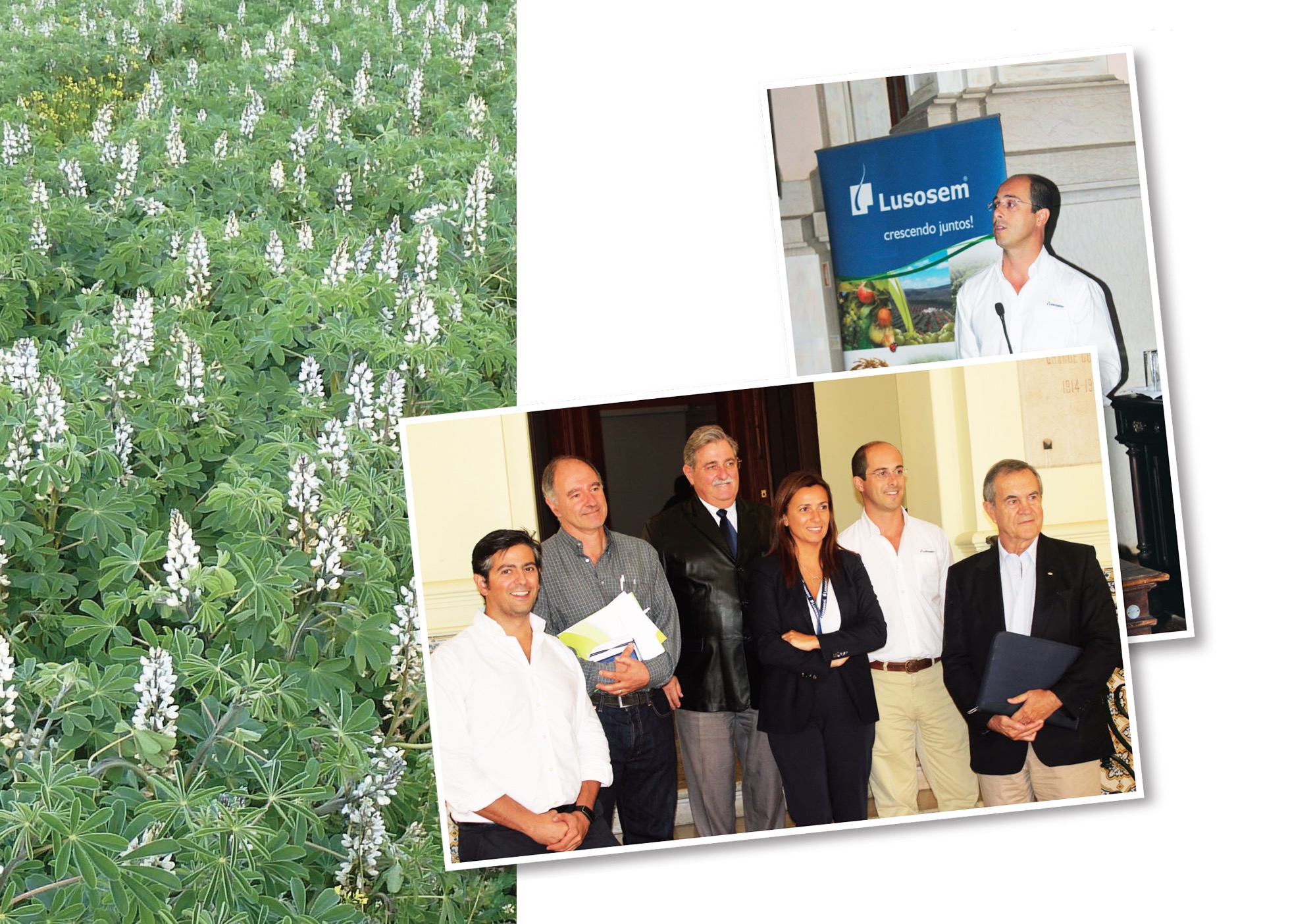 Lusosem é pioneira na valorização do tremoço como alternativa cultural sustentável em Portugal