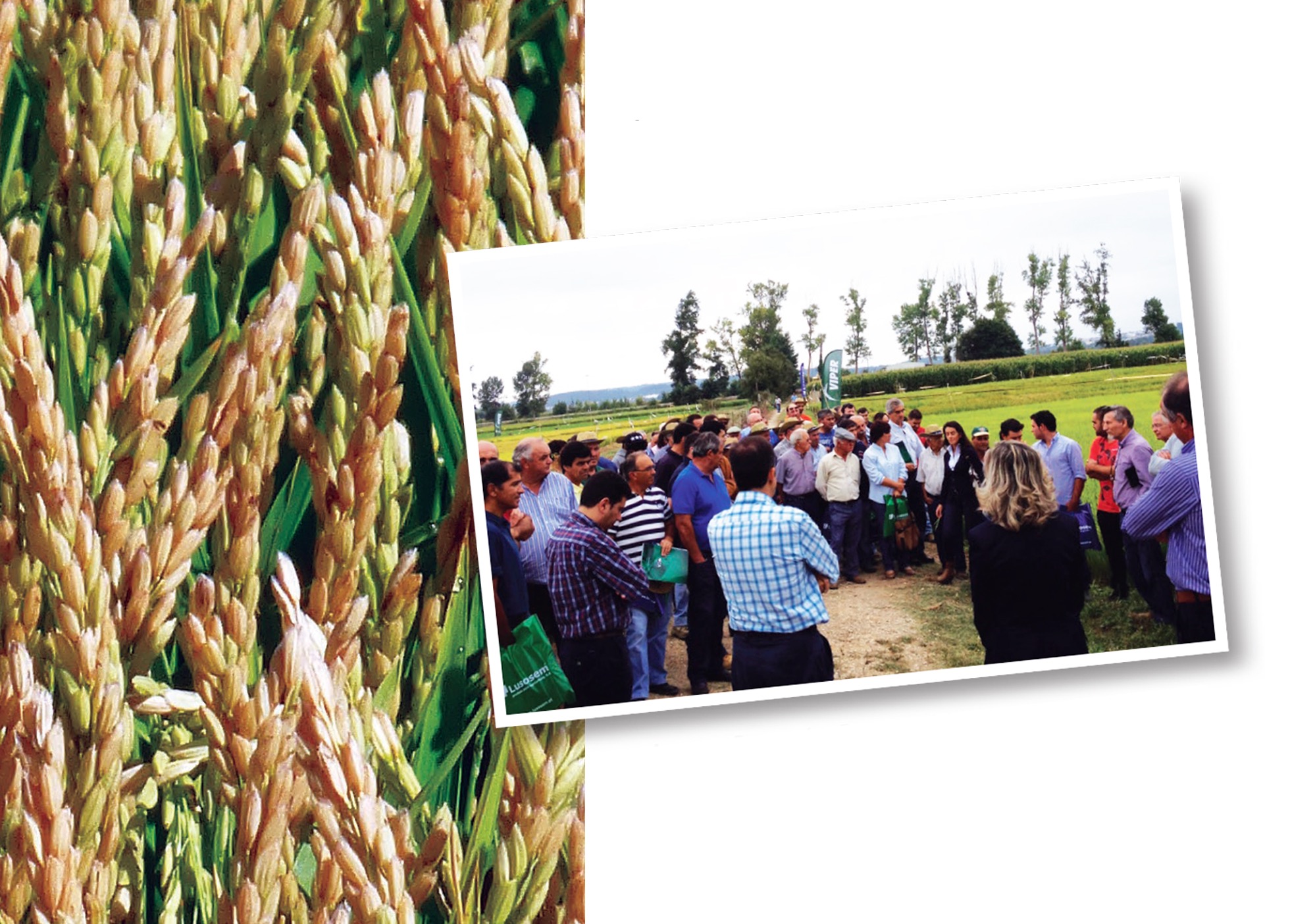 Lusosem parceira na investigação do arroz