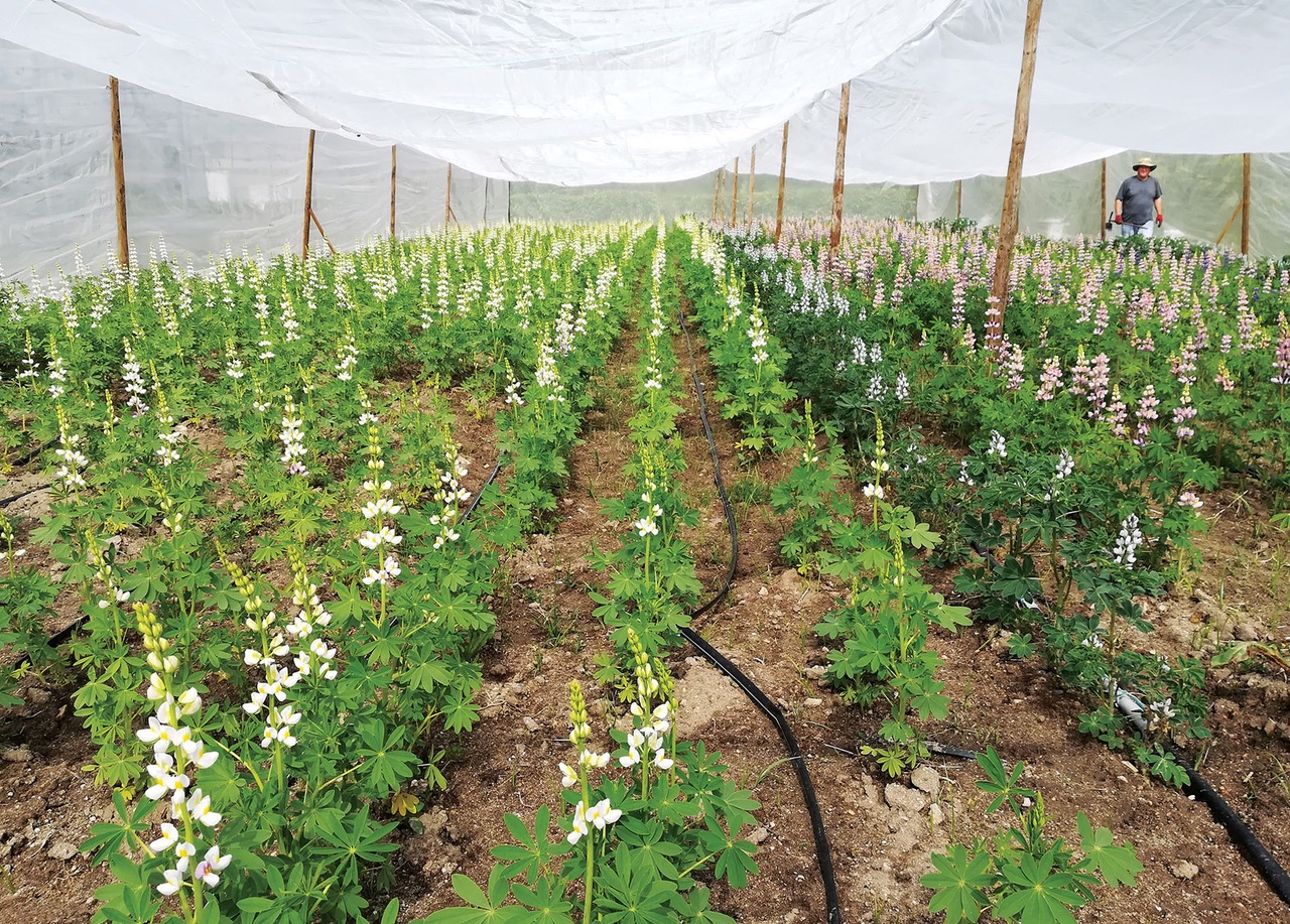 Lusosem Realiza Ensaios de Tremoço dos Andes em Portugal