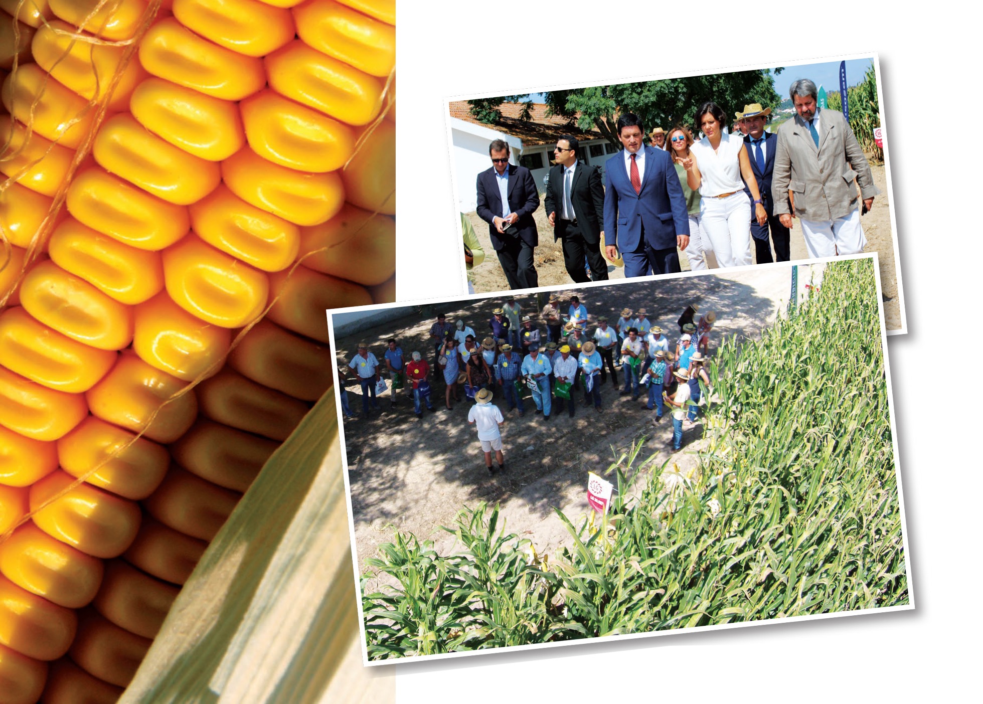 Lusosem renova presença no Sanimilho