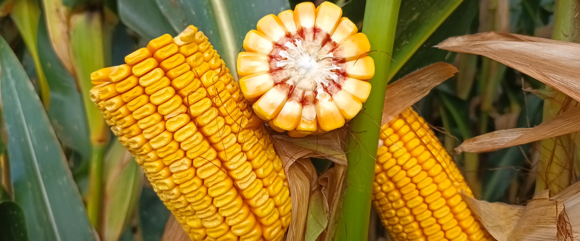 Milho Grão e Silagem