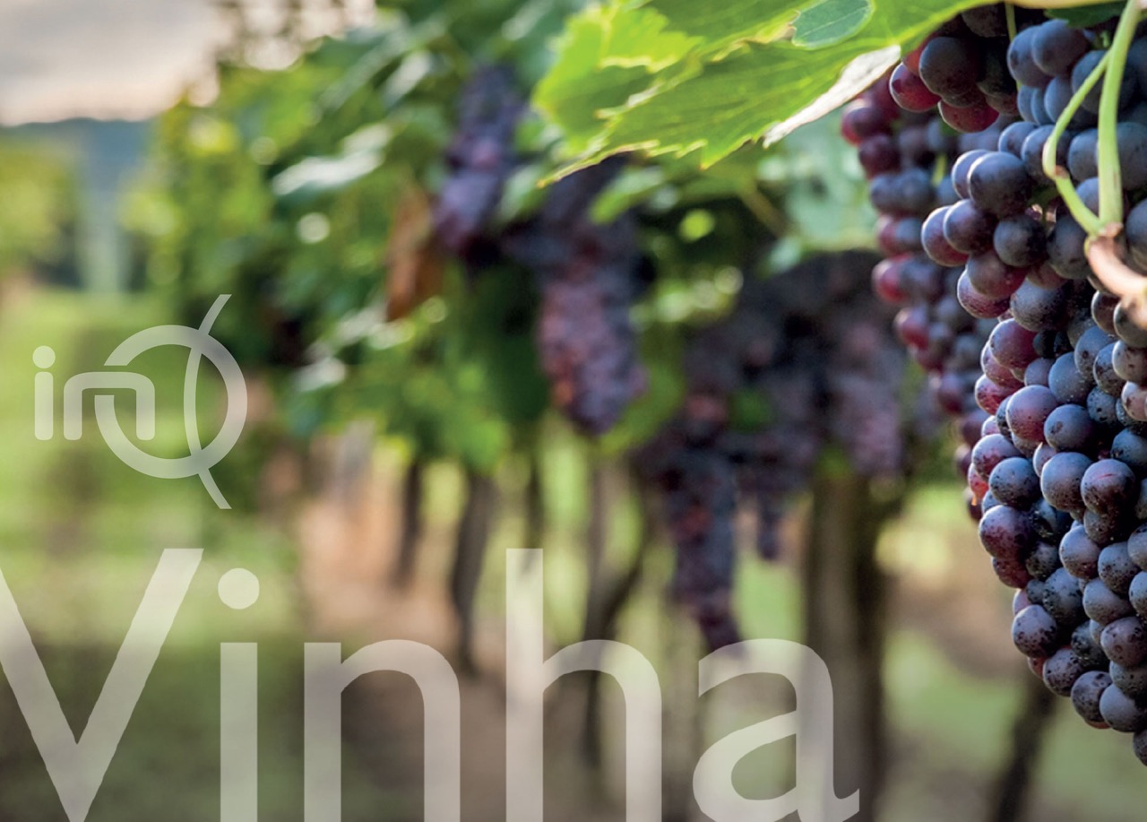 Nutrição Foliar da Vinha potenciadora da produção e qualidade