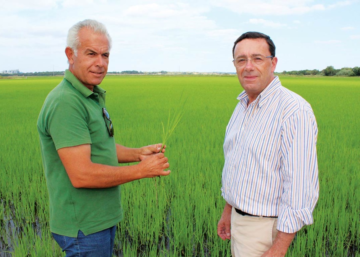 O maior problema na Cultura do Arroz é o Controlo de Pragas, Doenças e Infestantes