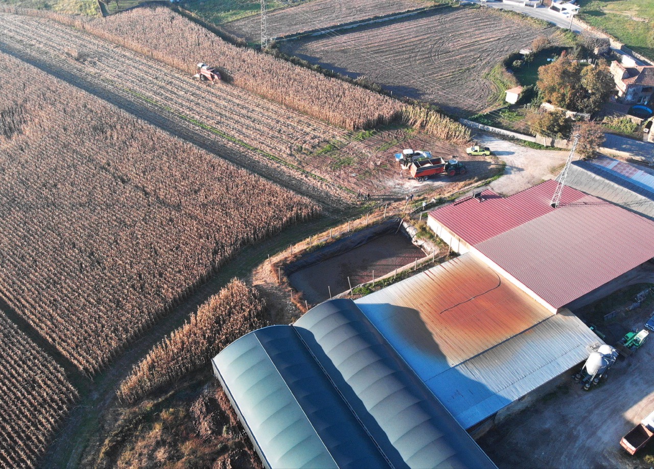 Pastone um stock energético barato para bovinos de leite