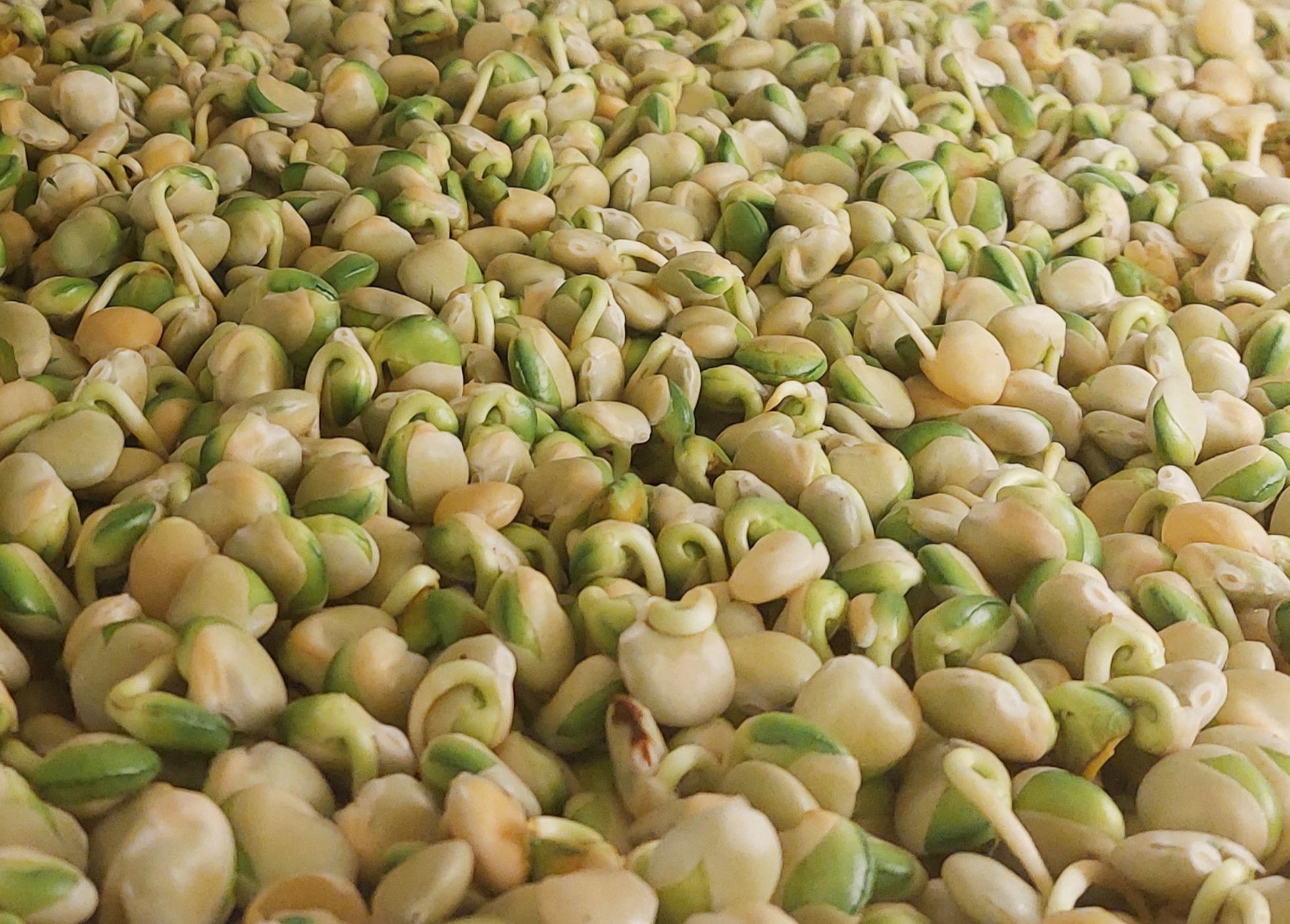 PROBLAD o novo biofungicida 100% português