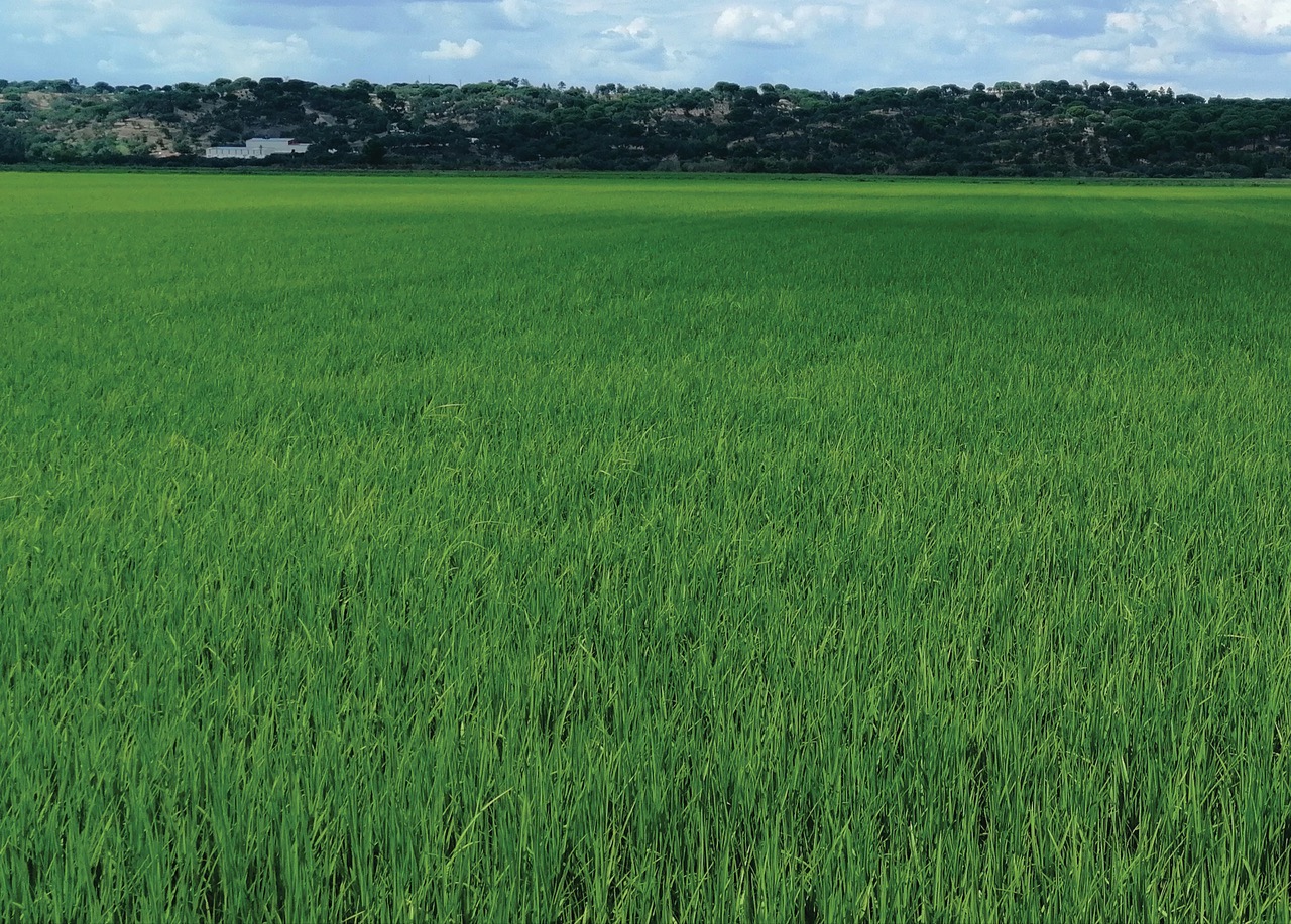 Projeto + ARROZ - Sustentabilidade do Agro-Ecossistema Arrozal Nacional