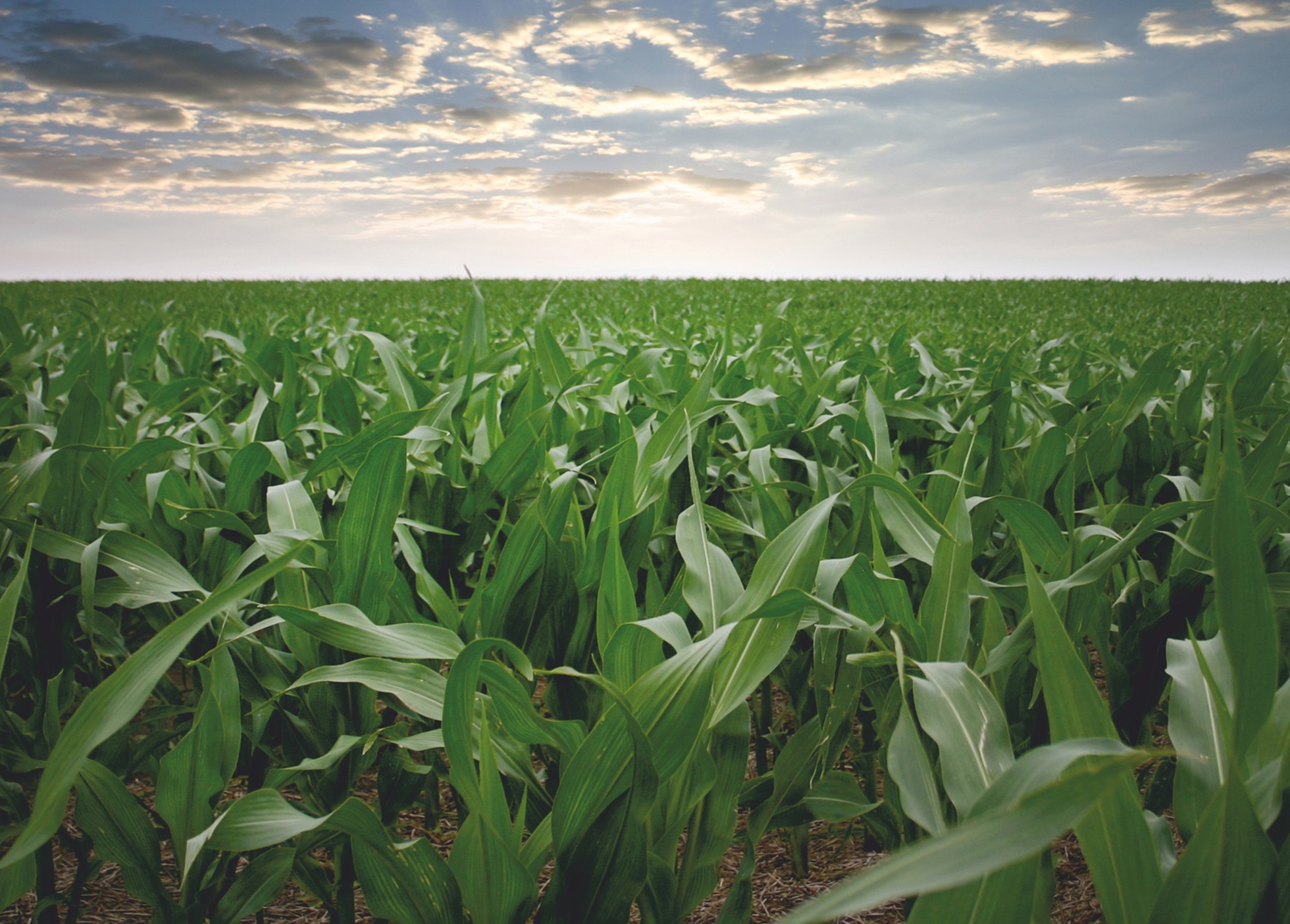 Proteger o investimento em azoto otimiza o rendimento da sua colheita