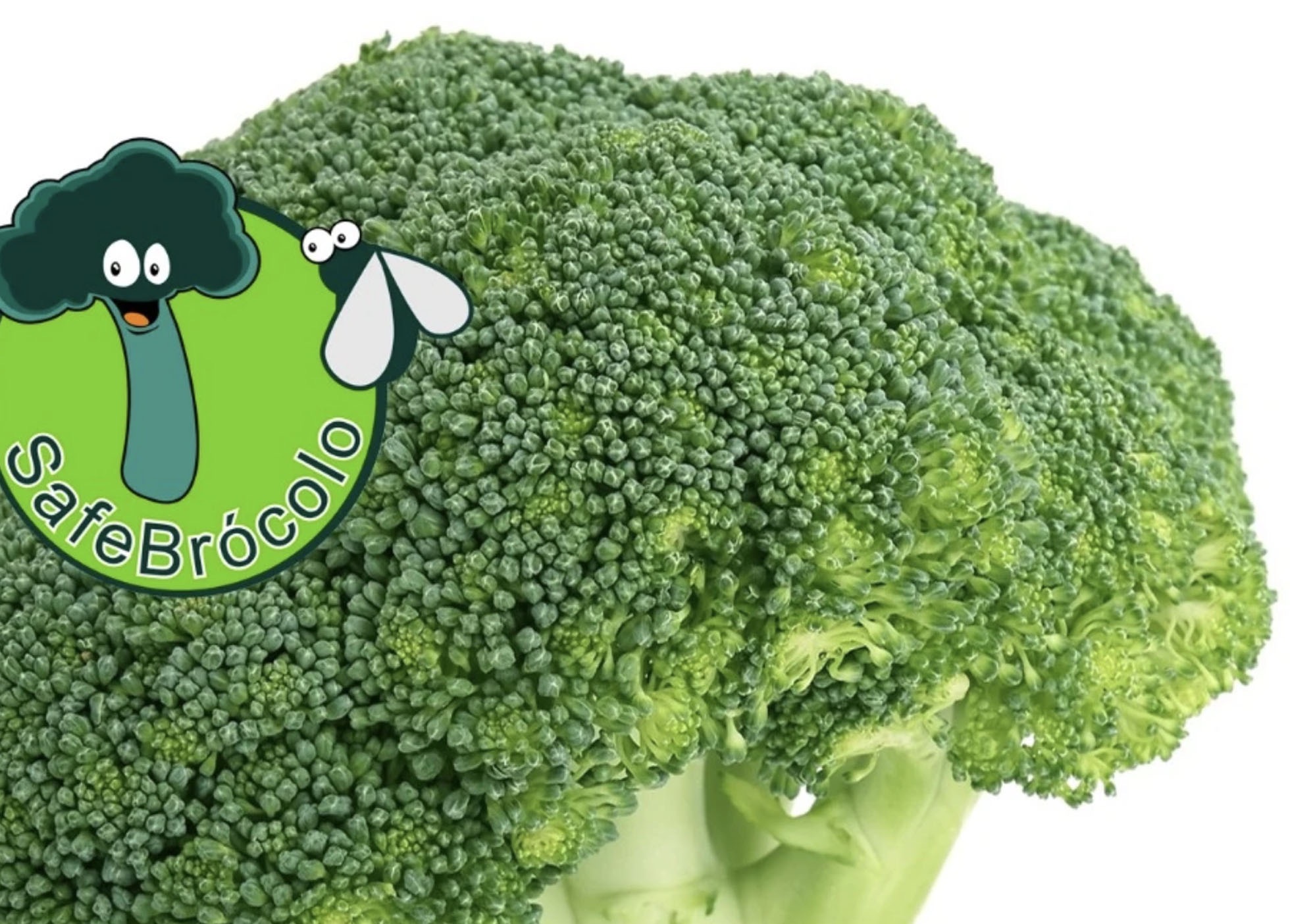 SafeBrocolo - Prever para proteger a qualidade do brócolo
