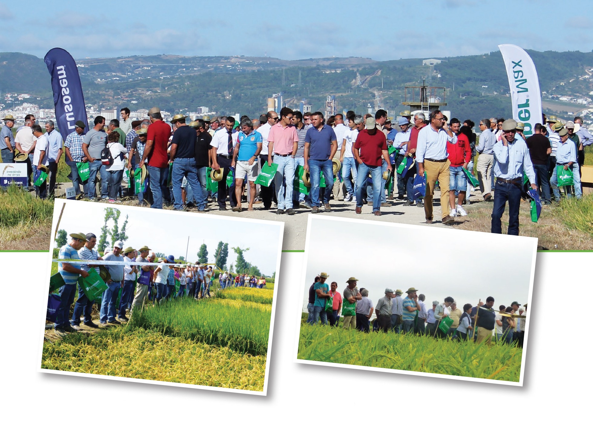 Soluções integradas para a cultura do arroz